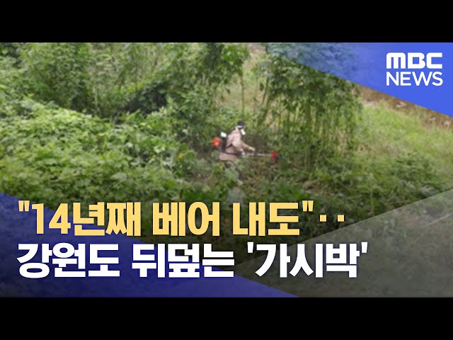 이제, 가시박 습격하러 갑니다( 6월 17일 까지 신청해 주세요! 꼭이요!)